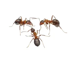 Ant World