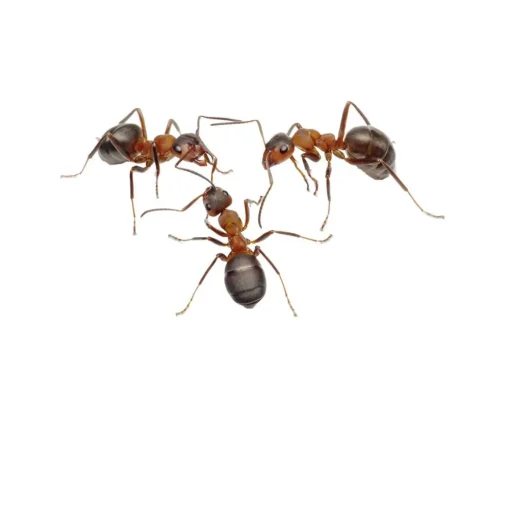 Ant World