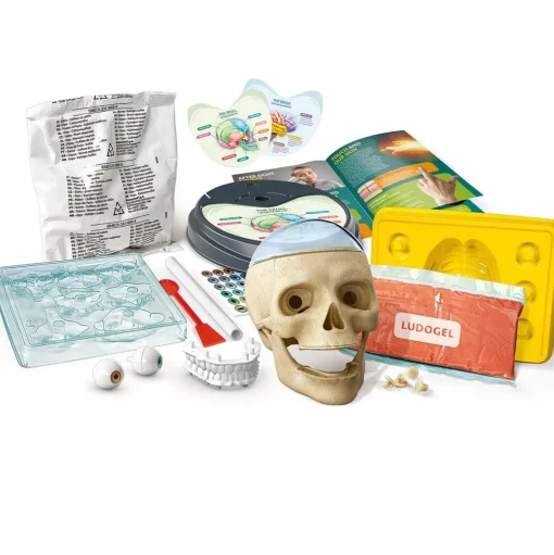 Crazy Anatomy