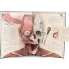 Human Body Pop Up Book