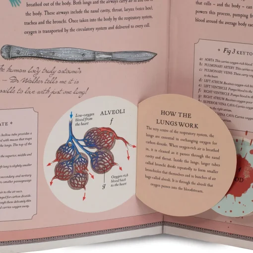 Human Body Pop Up Book