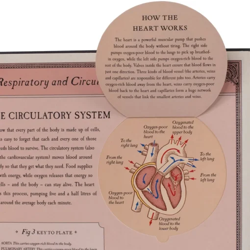 Human Body Pop Up Book