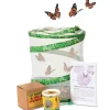 Live Butterfly Garden Kit