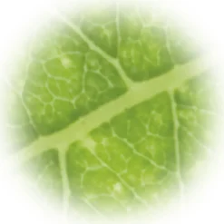 Pocket Microscope