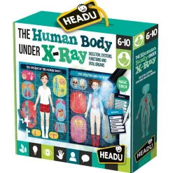 The Human Body Under X-Ray