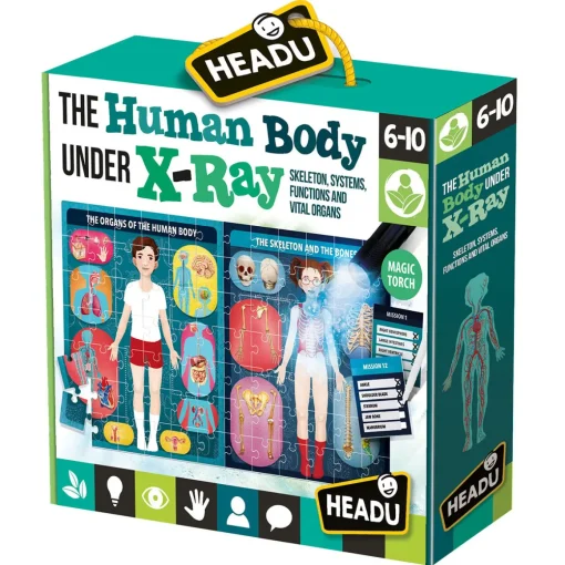 The Human Body Under X-Ray